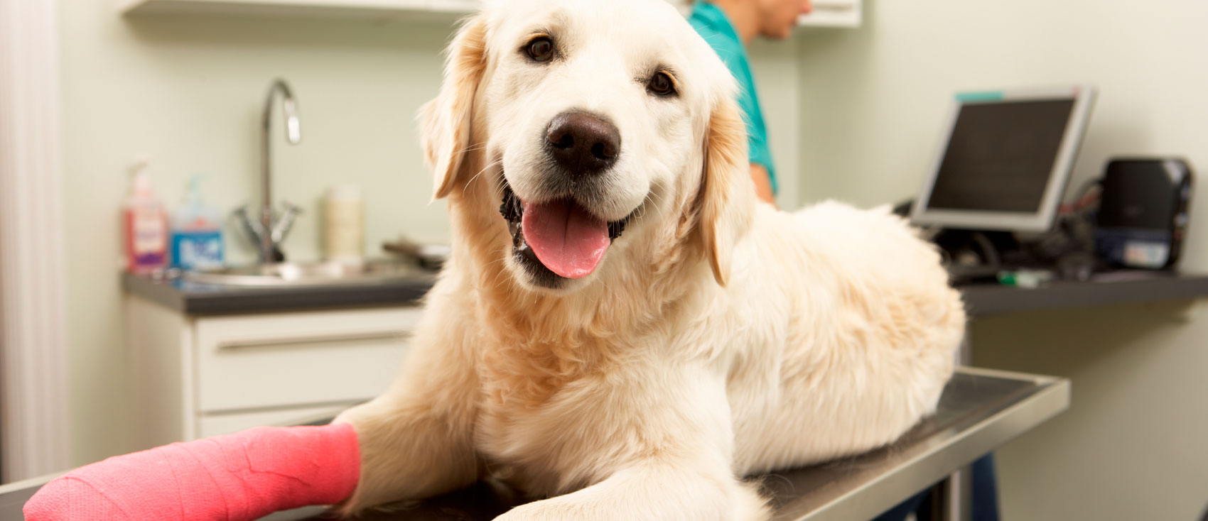 Magnetoterapia veterinaria: terapia innovadora para el bienestar animal