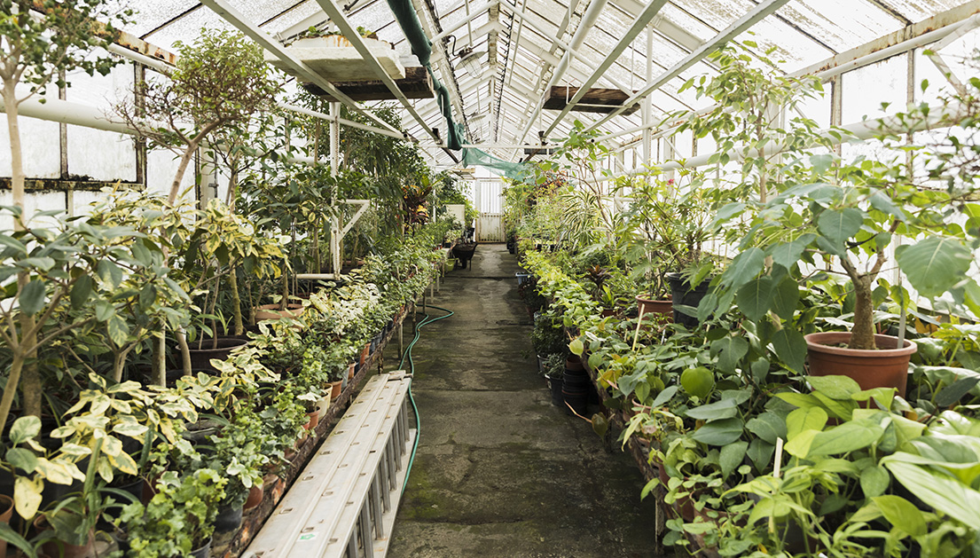 Producción bajo certificación y control genético Producción bajo certificación y control genético